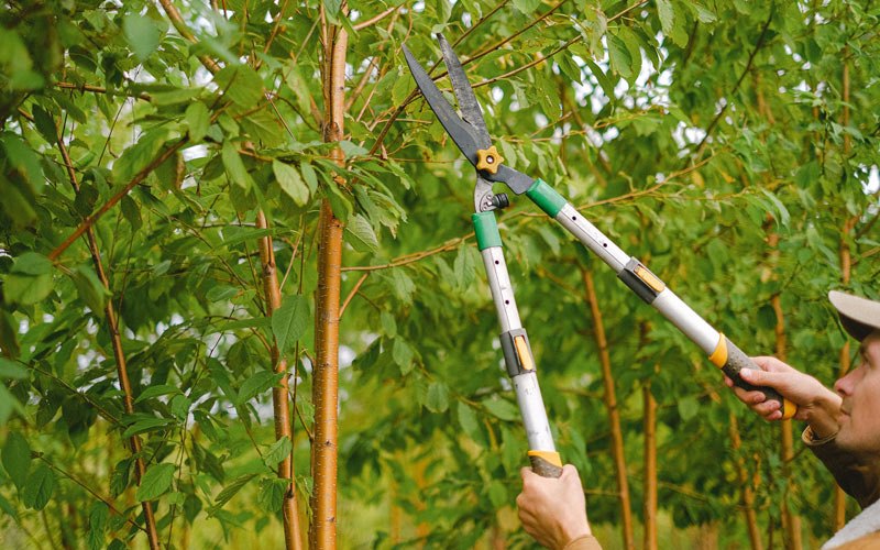 Tree trimming in Yoder, IN
